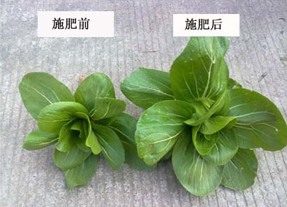 有機肥施肥對比